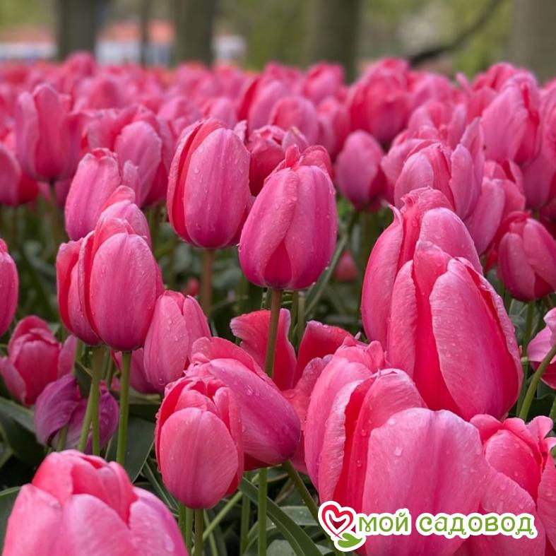 Тюльпан триумф Пинк Сюрпрайз