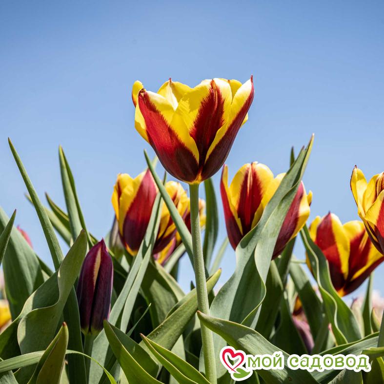 Тюльпан Триумф Гавота