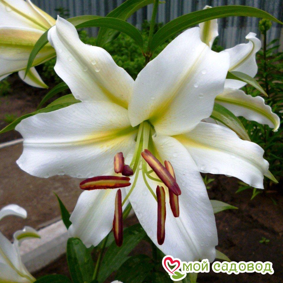 Лилия КОКОССА ОТ-ГИБРИД